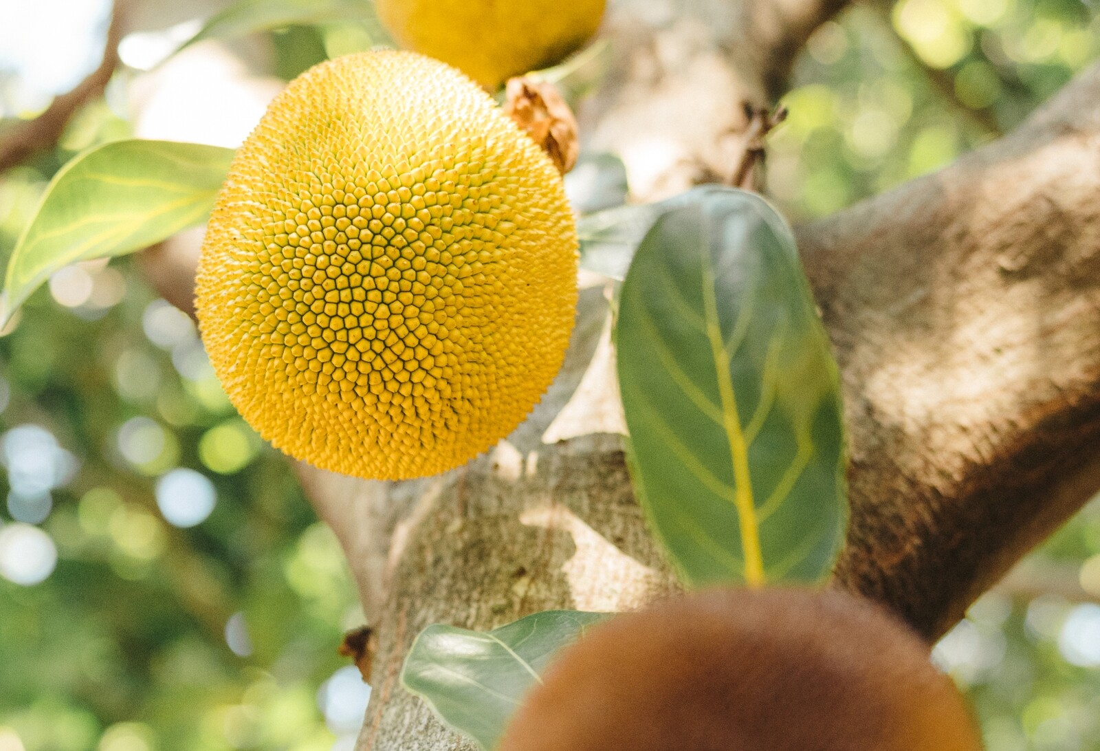 Fruit du jacquier mûr sur l’arbre, au domaine Mahavel à La Réunion